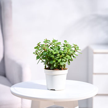 UGAOO Jade Plant with Grow Pot