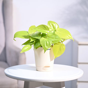 Ugaoo Oxycardium Golden Plant Self Watering Pot