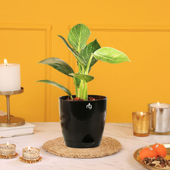 Nurturing Green Philodendron Birkin Plant In Black Self Watering Plastic Pot