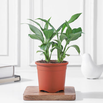 FNP Beautiful Peace Plant Lily Plant