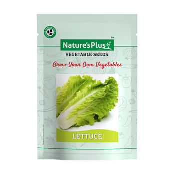 Lettuce - Seeds