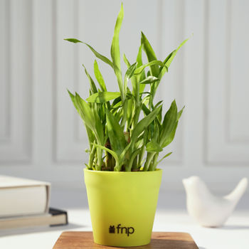 FNP 2 Layer Bamboo Plant in Green Planter