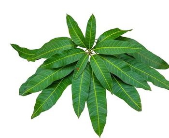 Mango leaves