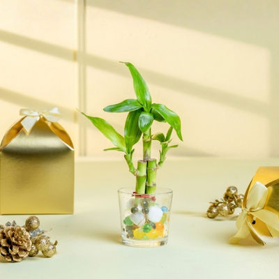 Lucky Bamboo Plant (3-Stems) in Glass Pot (6cm x 6cm) | Good Luck Plant Gift