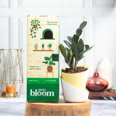 Bloom ZZ Black Plant | Low Maintenance