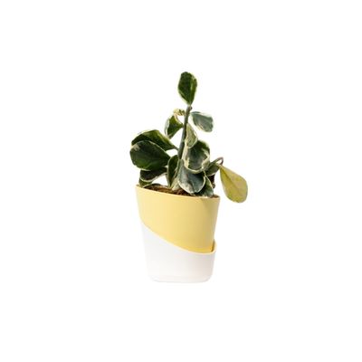Bloom Pedilanthus Jurassic Park Variegated Plant