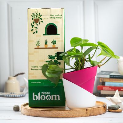 Bloom Air Purifying Oxycardium Plant | Gifting & Decor