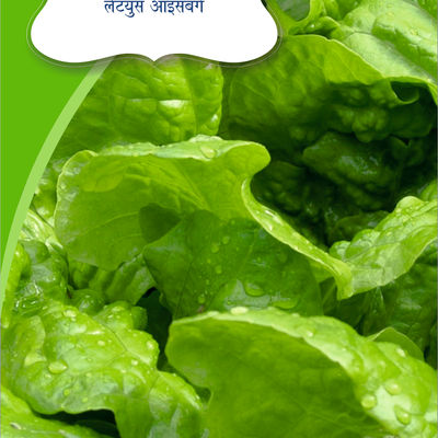 Lettuce Iceberg Seeds