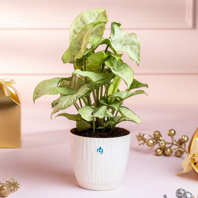 Syngonium White Plant in Self Watering Pot (Ivory, 9.5cm x 8.5cm) | Live Plants