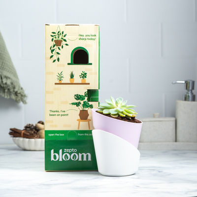 Bloom Rosette Lotus Succulent Plant