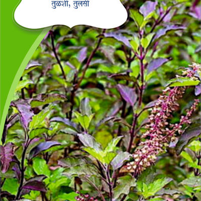 Rama Tulshi Seeds