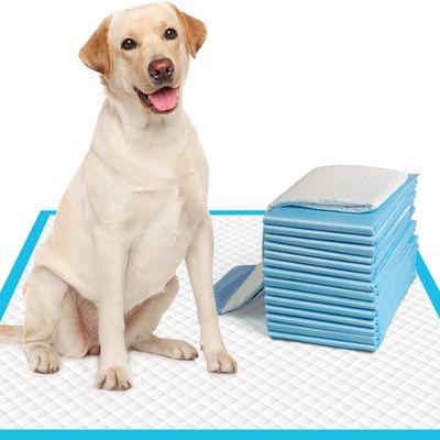 XL Basics Pee & Potty Pet Training Pad with Floor Sticking Tape