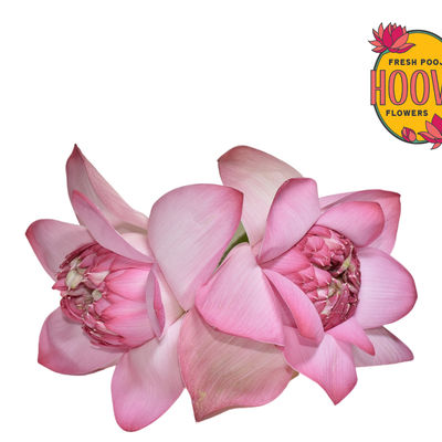 Hoovu Fresh Lotus