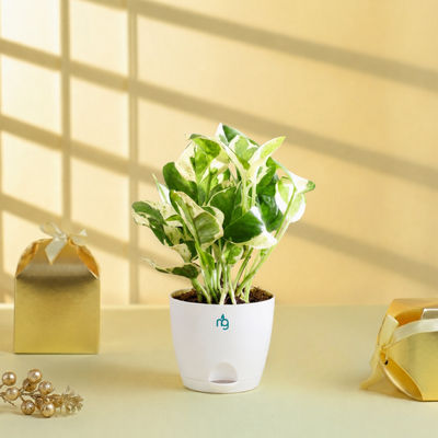 Air Purifying Njoy Money Plant in Self Watering Ivory Pot | Gifting & Decor