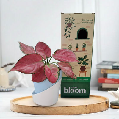 Bloom Pink Aglaonema Plant