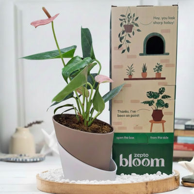 Bloom Anthurium Pink Plant