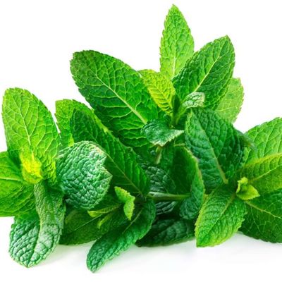 Deep Rooted Residue Free Mint Leaves