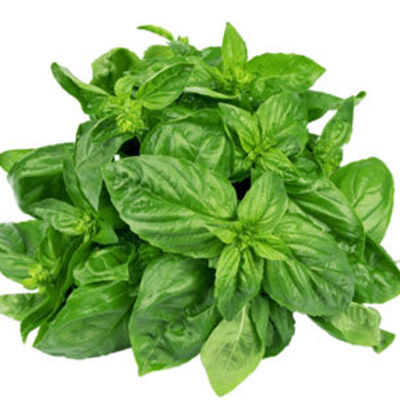 Deep Rooted Italian Basil - Greenhouse Grown