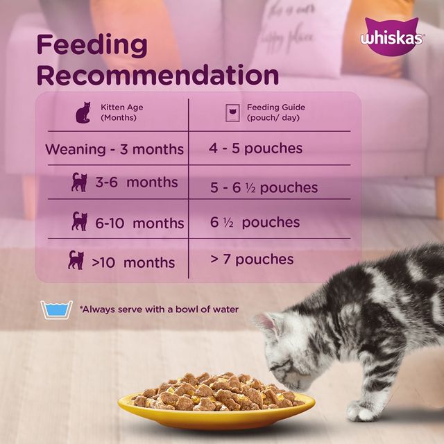 Month Old How Long To Feed Kittens Kitten Food Weaning When Do