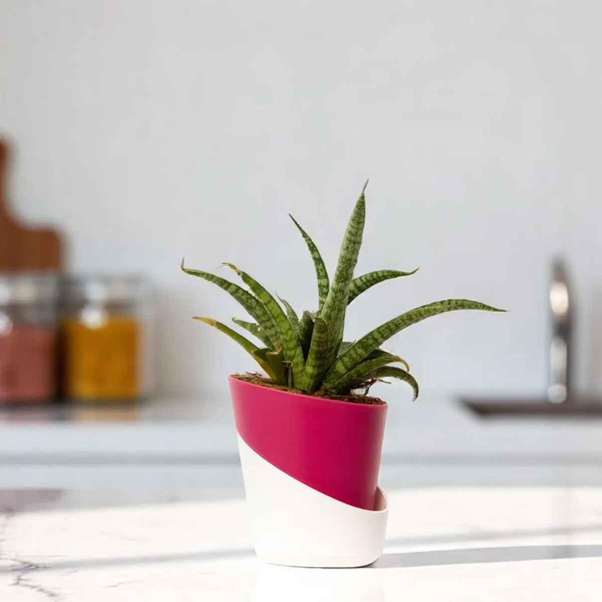 S.S PLANTS　653035 Bloom Sansevieria Silver Steel Plant - Buy at ₹159 Online
