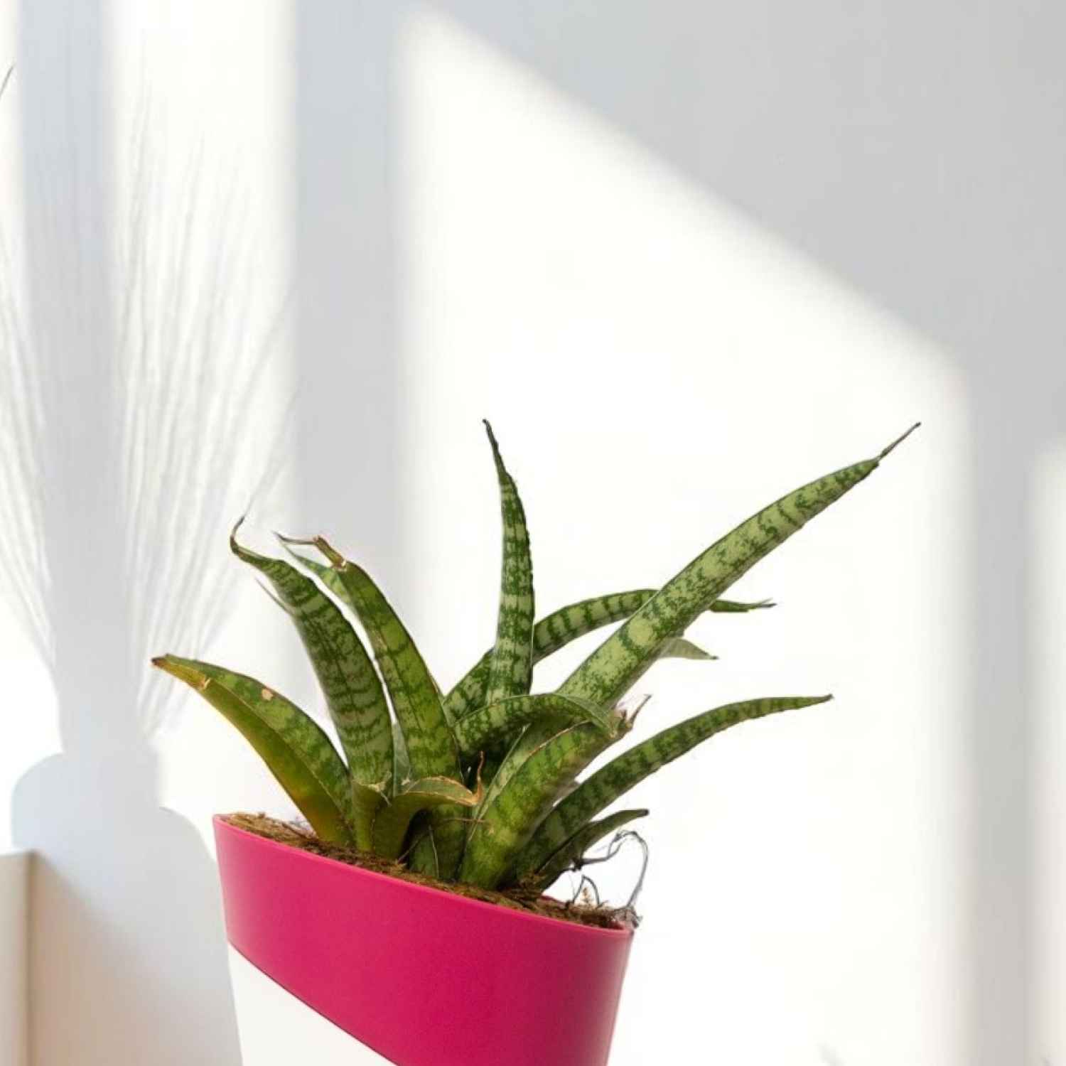 S.S PLANTS　653035 Bloom Sansevieria Silver Steel Plant - Buy at ₹159 Online