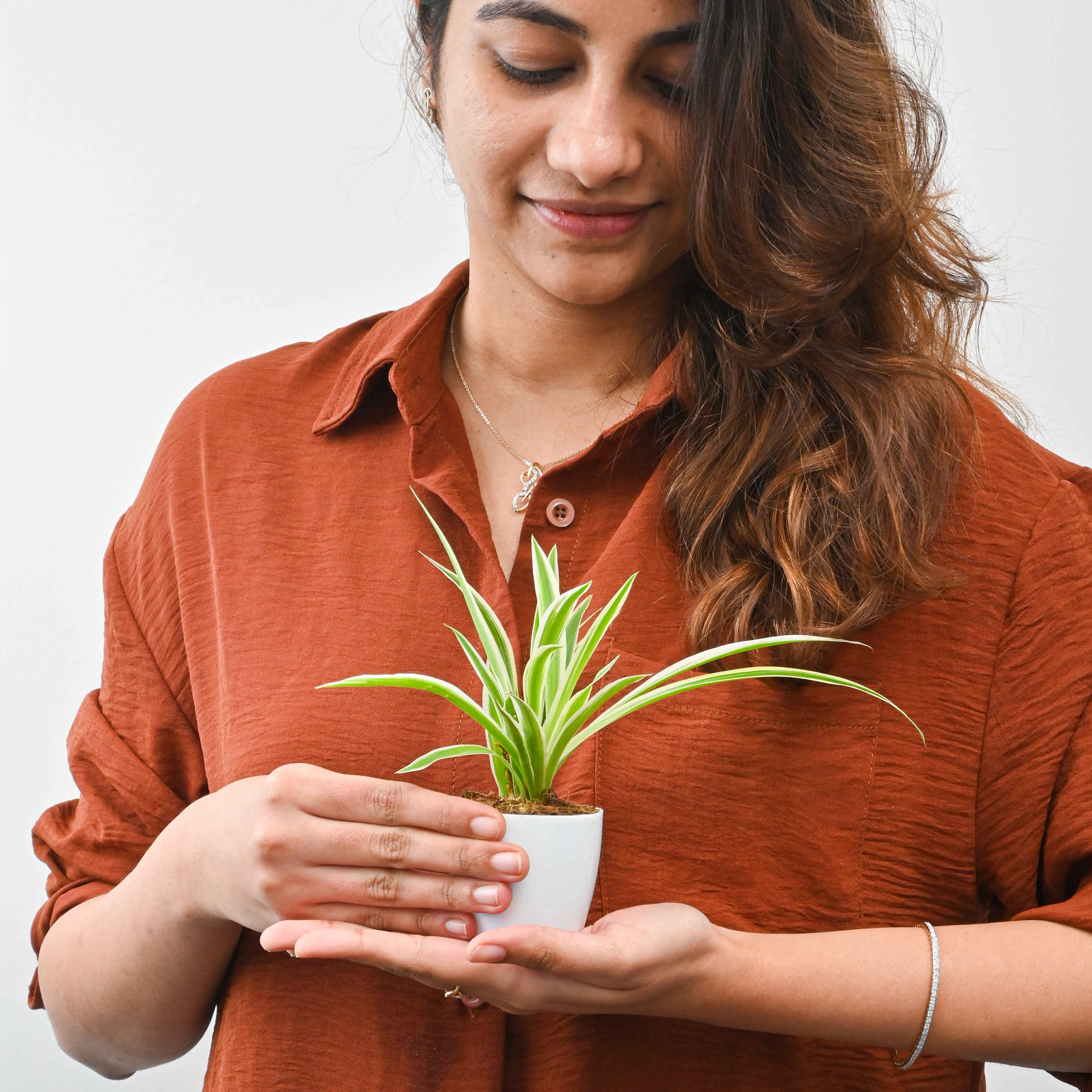 Bloom Baby Spider Plant in Magnetic Pot - Buy at ₹117 Online