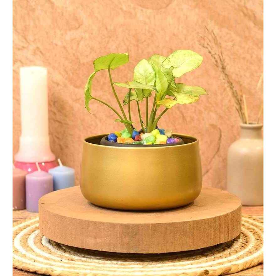 Vases & Artifical plants & flowers - Buy Vases & Artifical plants