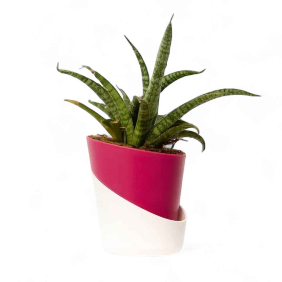 Bloom Sansevieria Silver Steel Plant - Buy at ₹159 Online