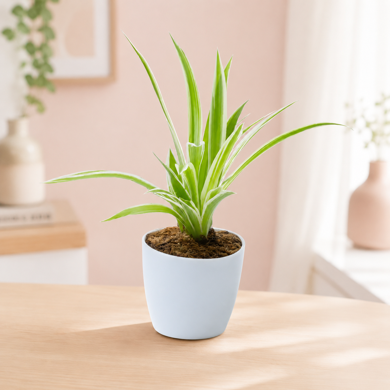 Bloom Baby Spider Plant in Magnetic Pot - Buy at ₹117 Online