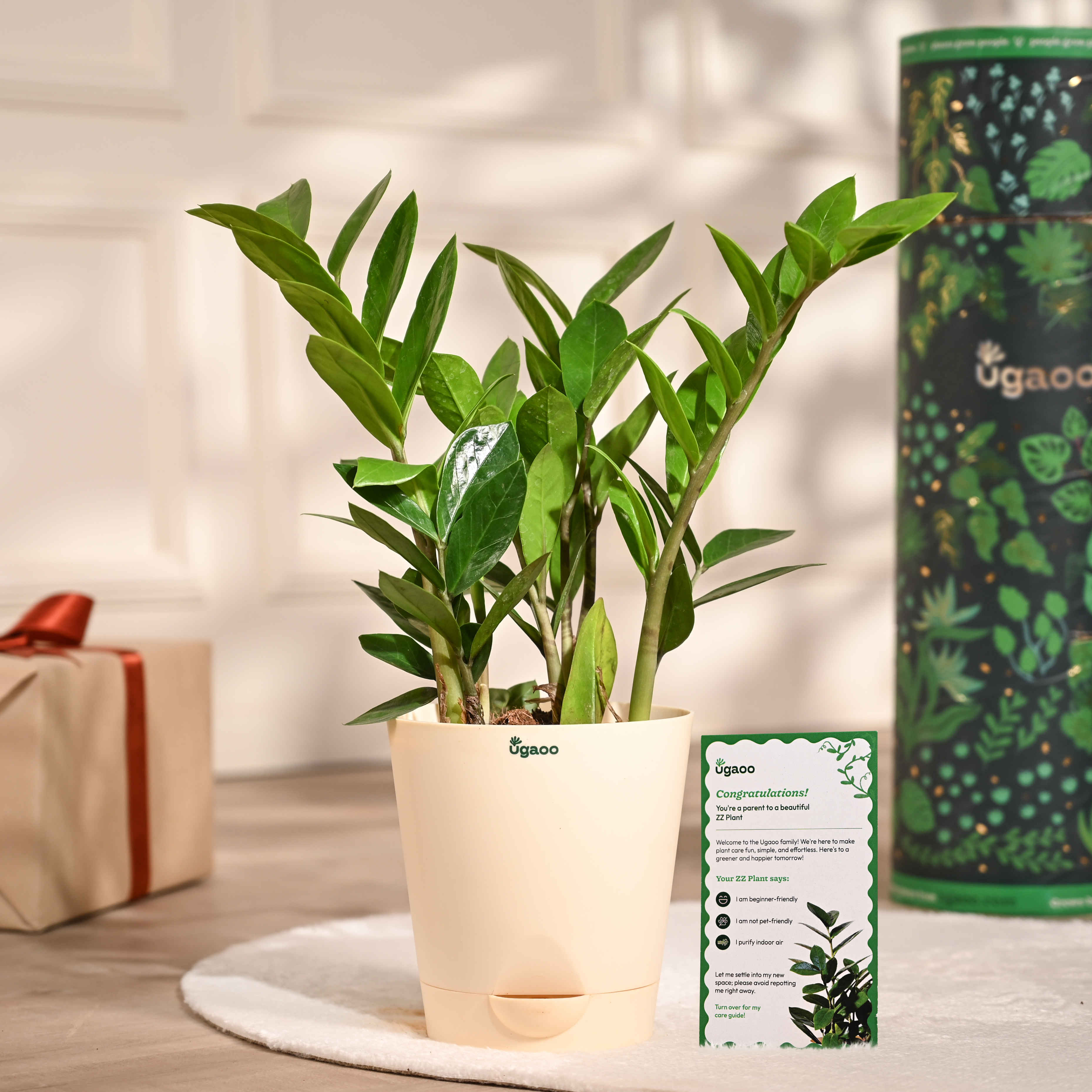 Ugaoo ZZ Plant - Buy at ₹370 Online | Instant Delivery - Zepto