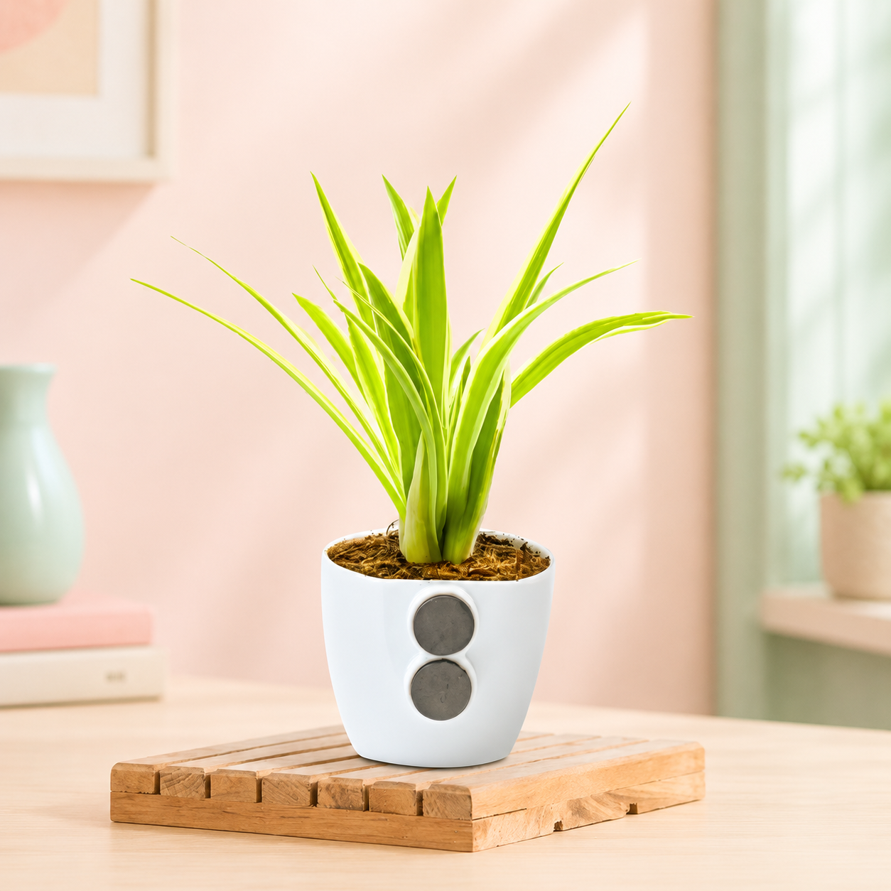 アップルブロッサム　スパイダー Bloom Baby Spider Plant in Magnetic Pot - Buy at ₹117 Online