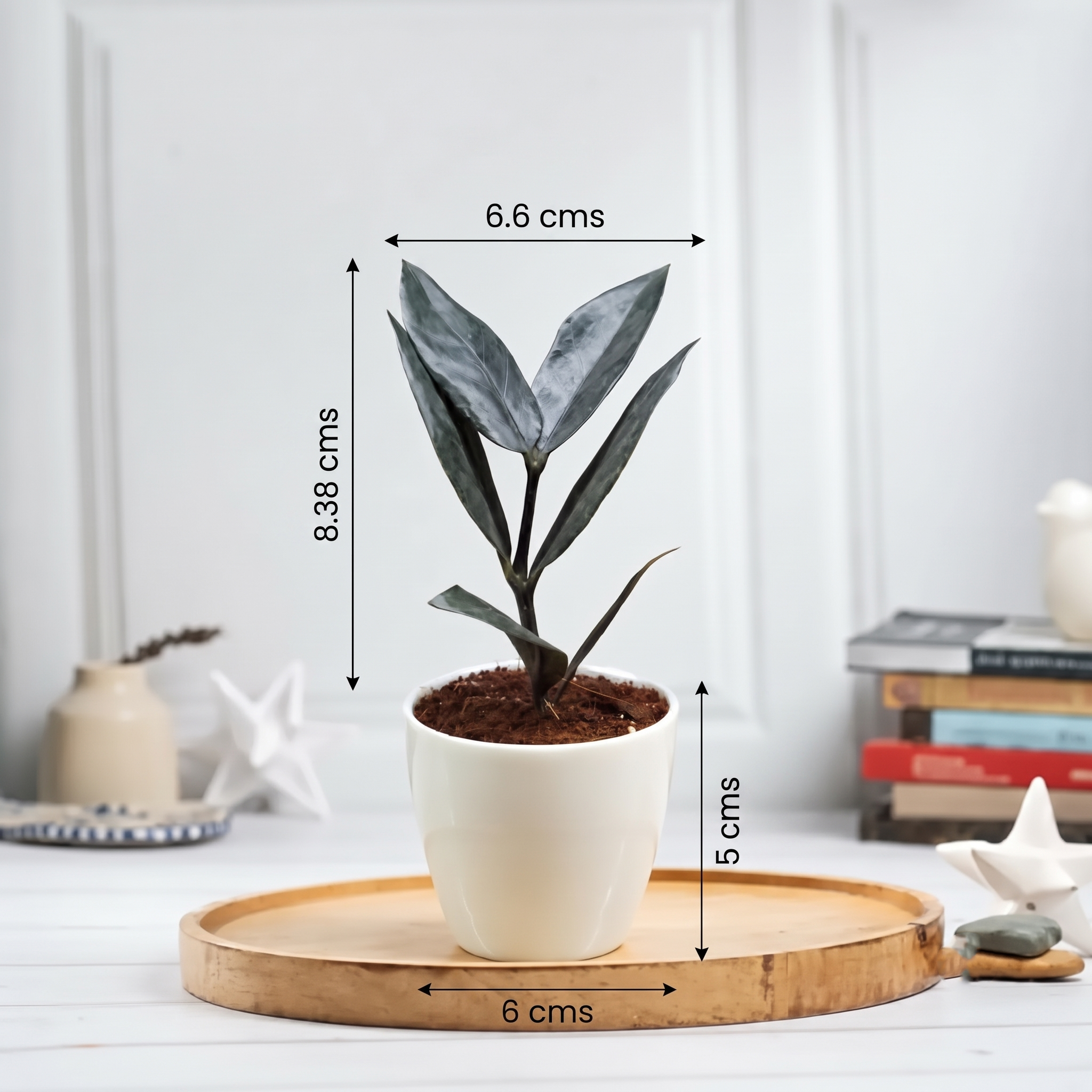 Bloom Baby ZZ Plant in Magnet Pot - Buy at ₹119 Online | Instant