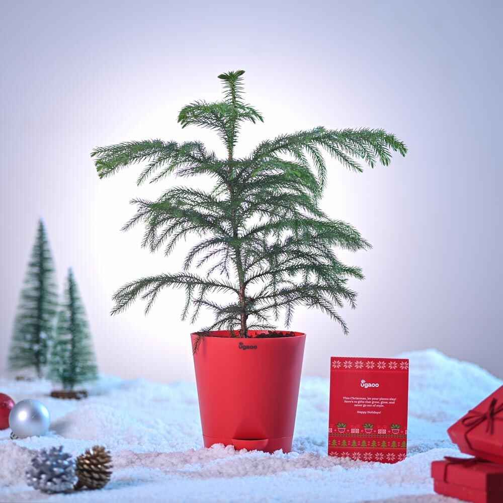 Ugaoo Araucaria Plant with Krish Pot