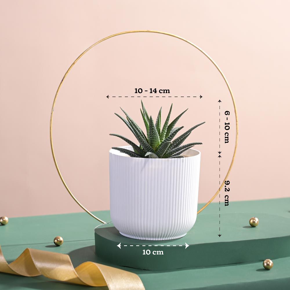 Ugaoo Zebra Haworthia Plant in Ibiza pot