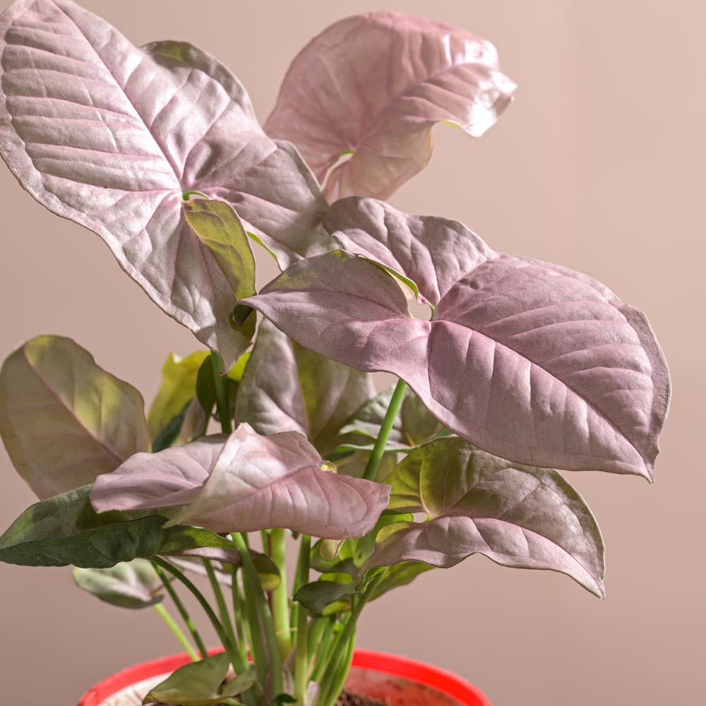 Ugaoo Syngonium Pink Plant with Red Self Watering Pot