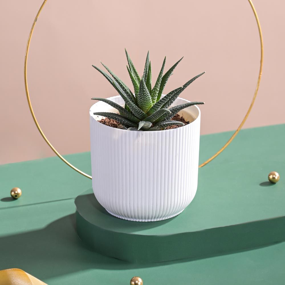 Ugaoo Zebra Haworthia Plant in Ibiza pot