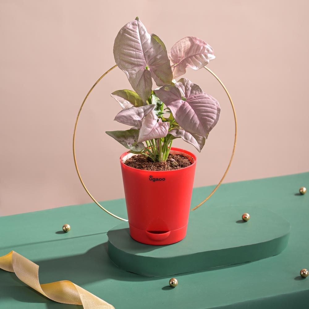 Ugaoo Syngonium Pink Plant with Red Self Watering Pot
