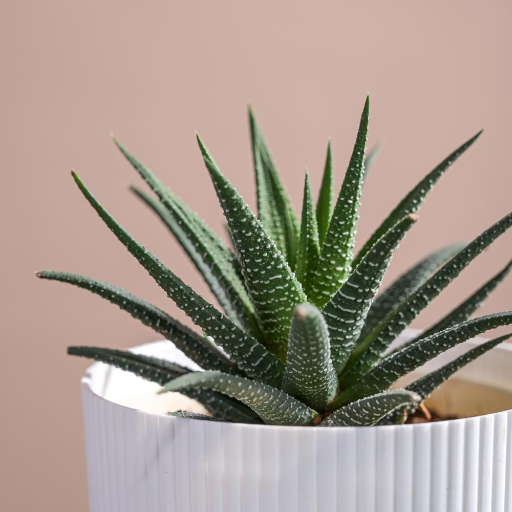 Ugaoo Zebra Haworthia Plant in Ibiza pot