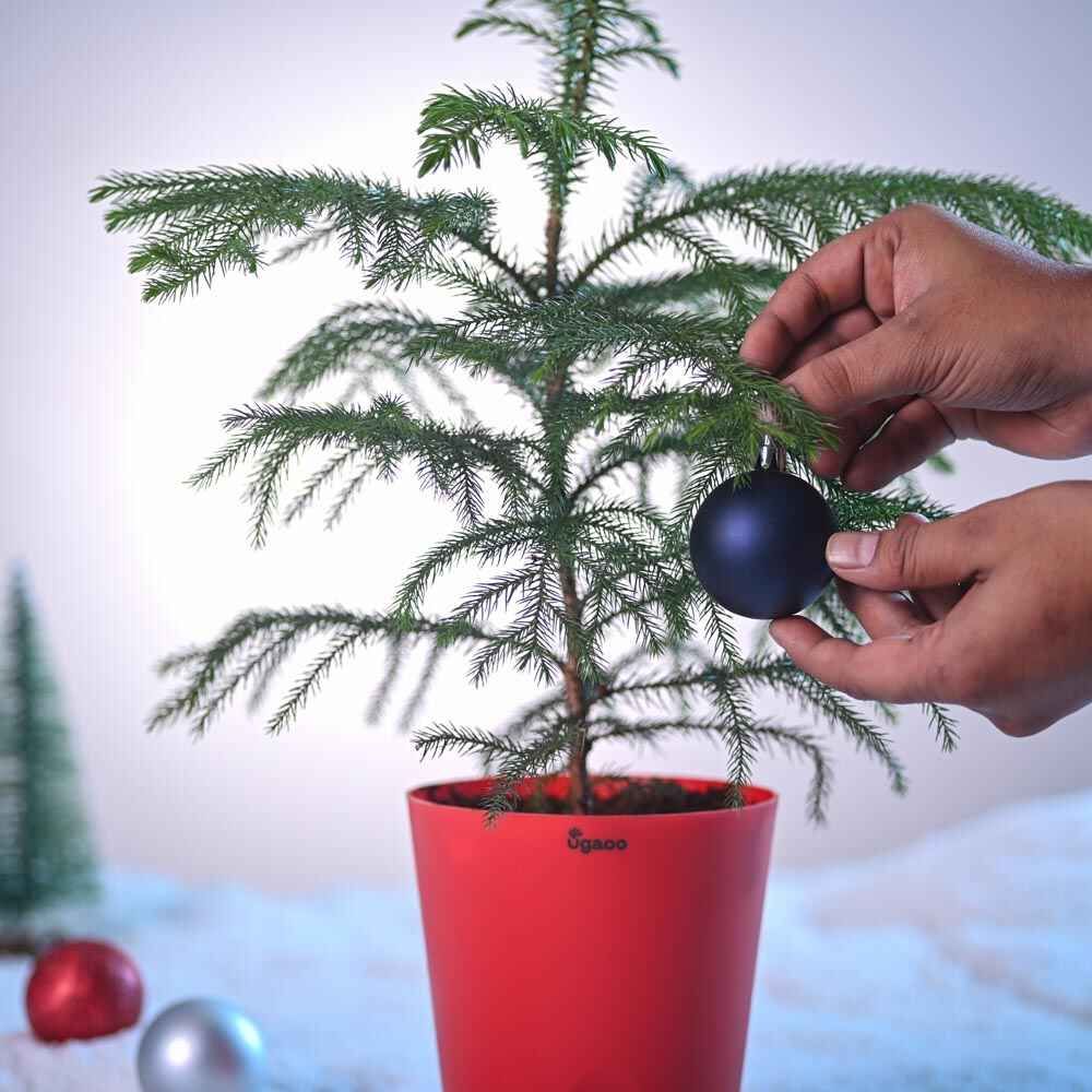 Ugaoo Araucaria Plant with Krish Pot