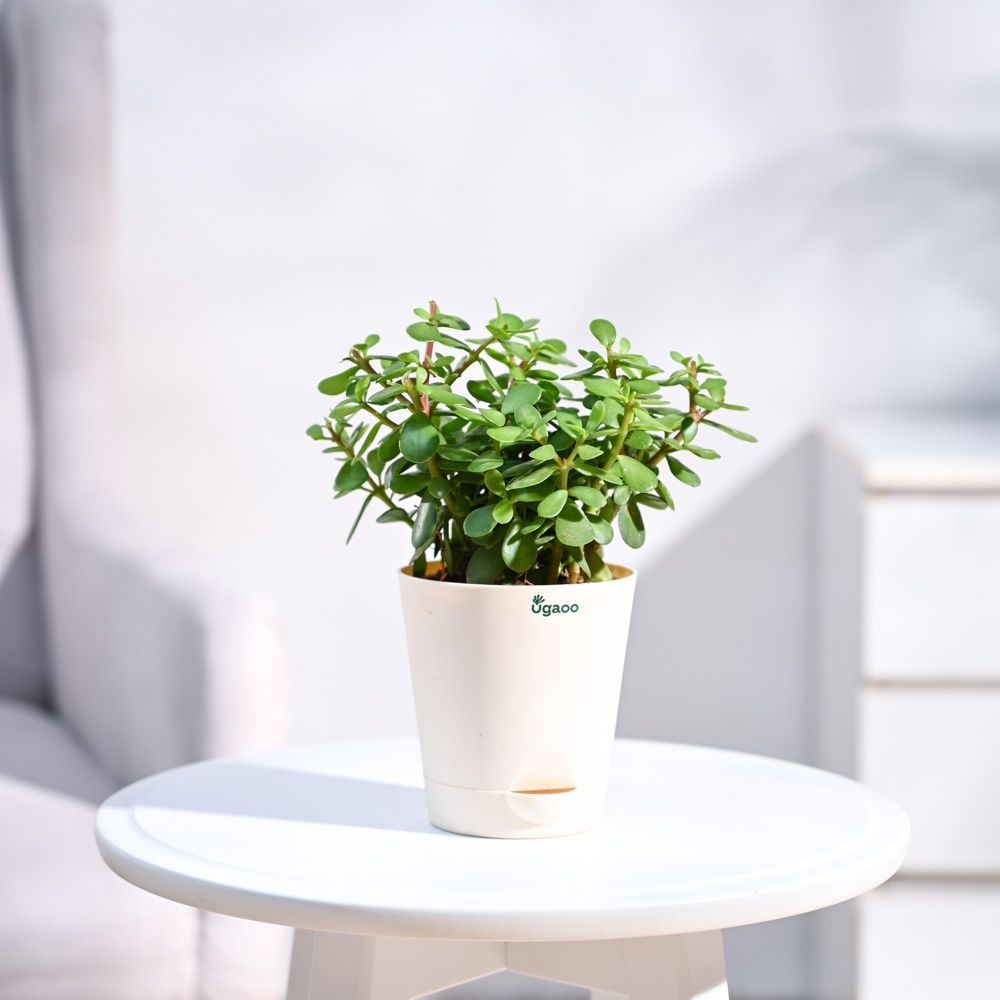Ugaoo Krish Self Watering Round Pots | 4 Inch | Ivory