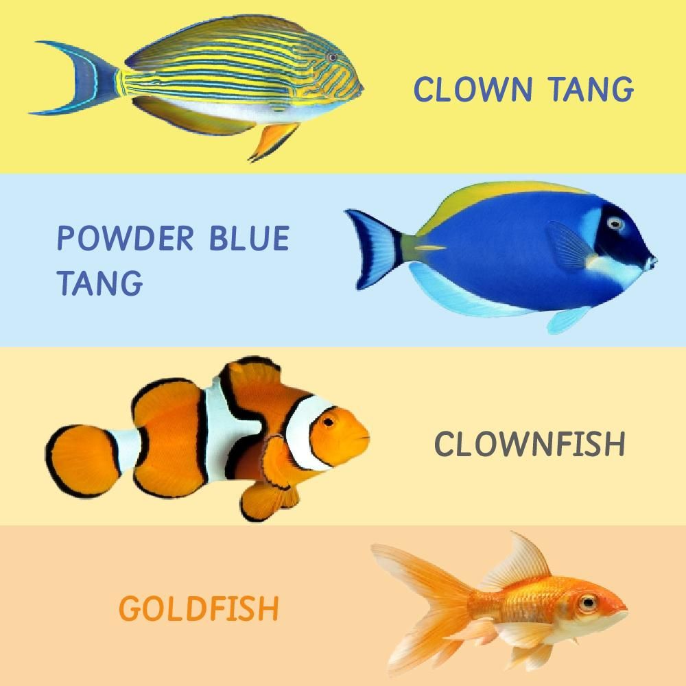 Ariro Toys Rotating Puzzle - Fish