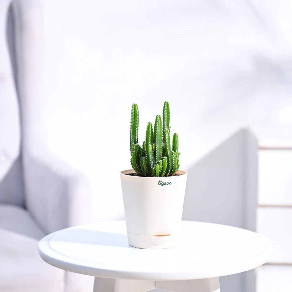 Elongated Cactus with Self Watering Ivory Pot