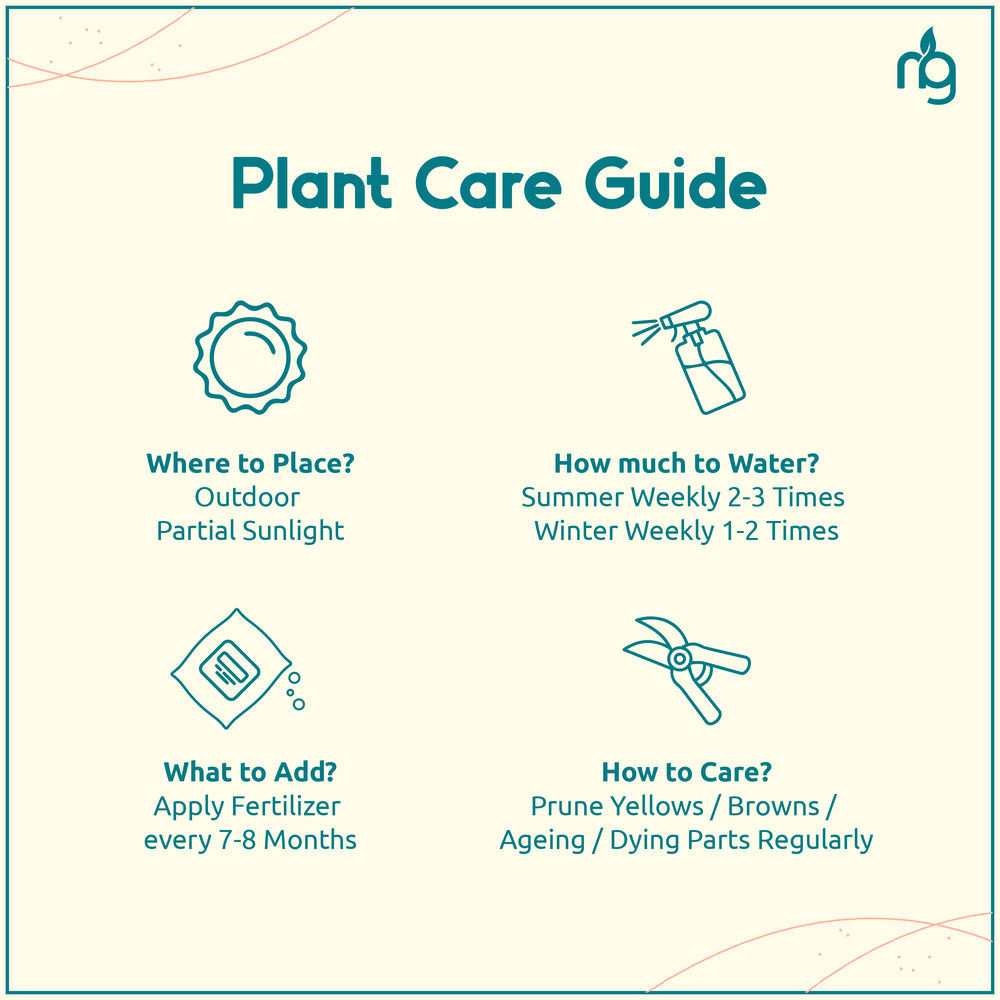 Nurturing Green - Combo of 3 Tabletop Live Plants for Home Décor