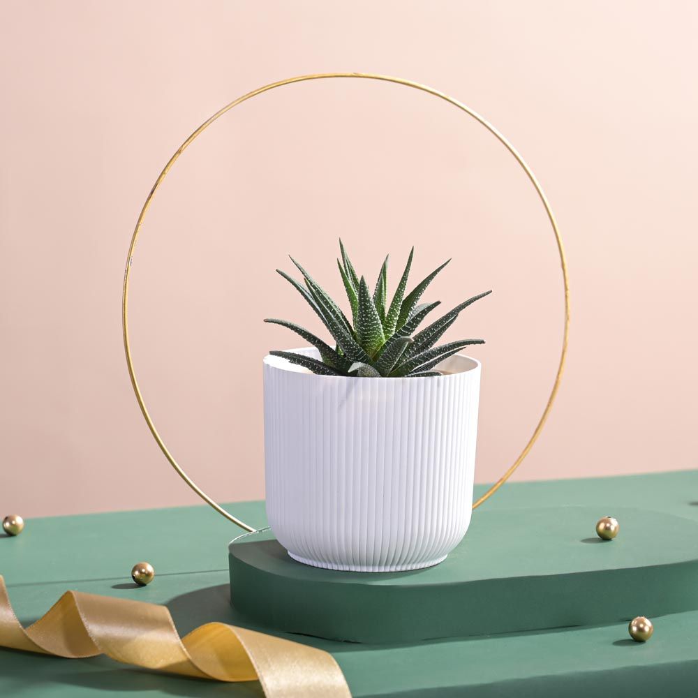 Ugaoo Zebra Haworthia Plant in Ibiza pot