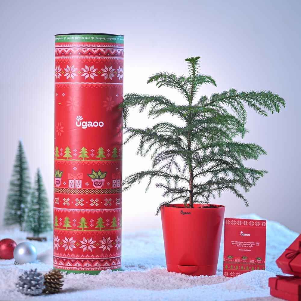 Ugaoo Araucaria Plant with Krish Pot