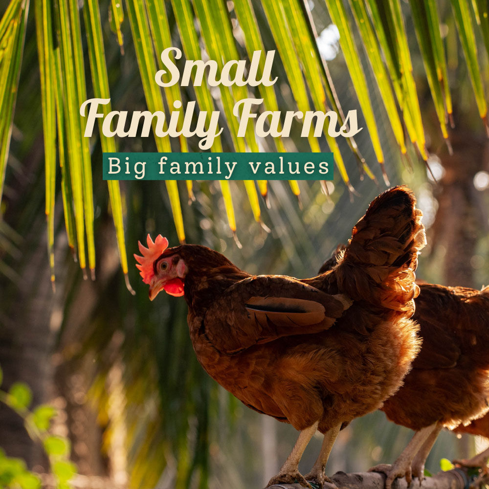 Farm Made Free Range Brown Eggs, 6 Pieces - Protein Rich, Veg Feed, Non-Fertile 6 pc Combo