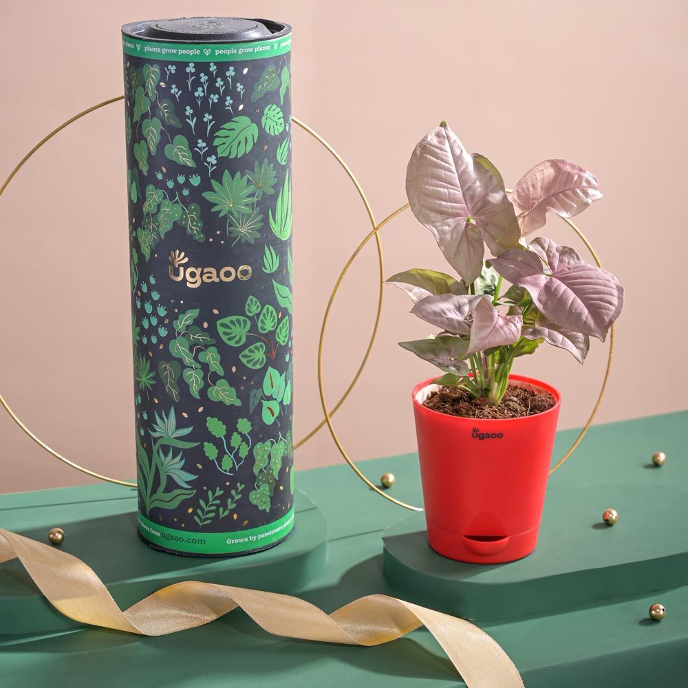 Ugaoo Syngonium Pink Plant with Red Self Watering Pot