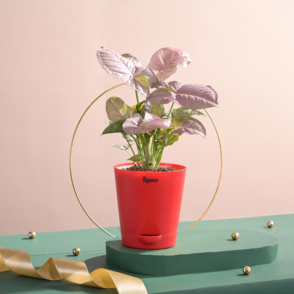 Ugaoo Syngonium Pink Plant with Red Self Watering Pot