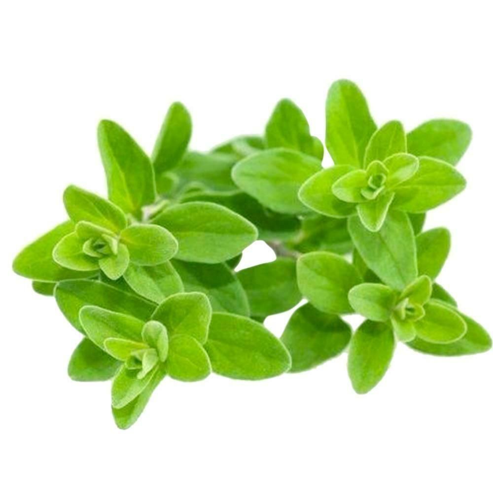 Sweet Marjoram Fresh