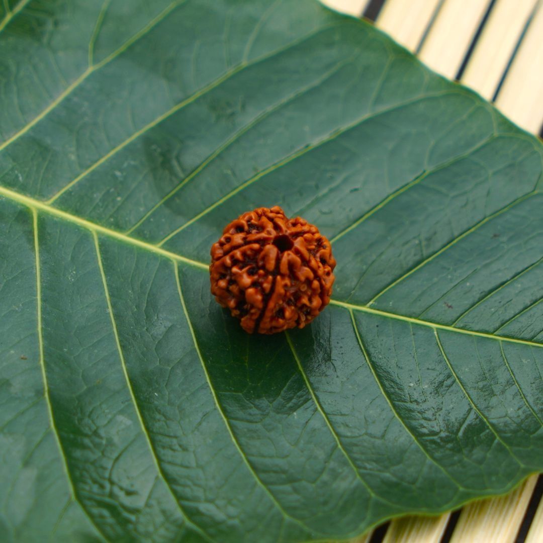 Servdharm 5 Mukhi Rudraksha Bead For Pooja